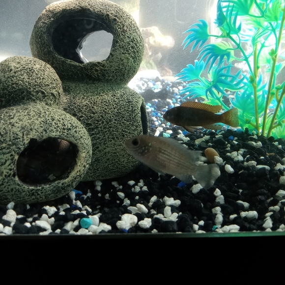 75 gallon fish aquarium